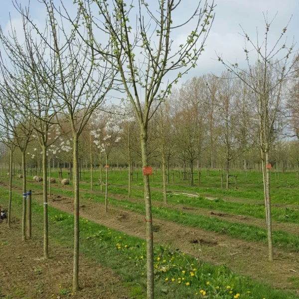 Malus domestica 'Keuleman' – jabloň 'Keuleman'