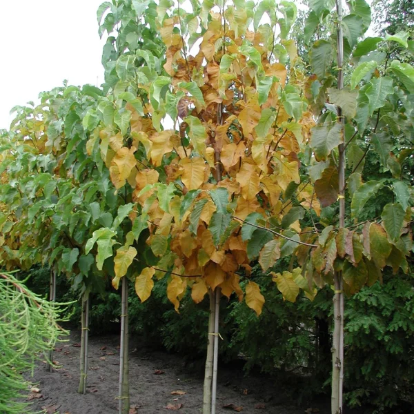 Magnolia acuminata – šácholan přišpičatělý