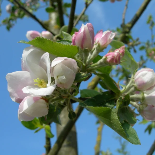 Malus domestica 'Notarisappel' – jabloň 'Notarisappel'