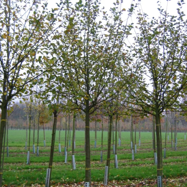 Malus domestica 'Reinette de France' – jabloň 'Reinette de France'