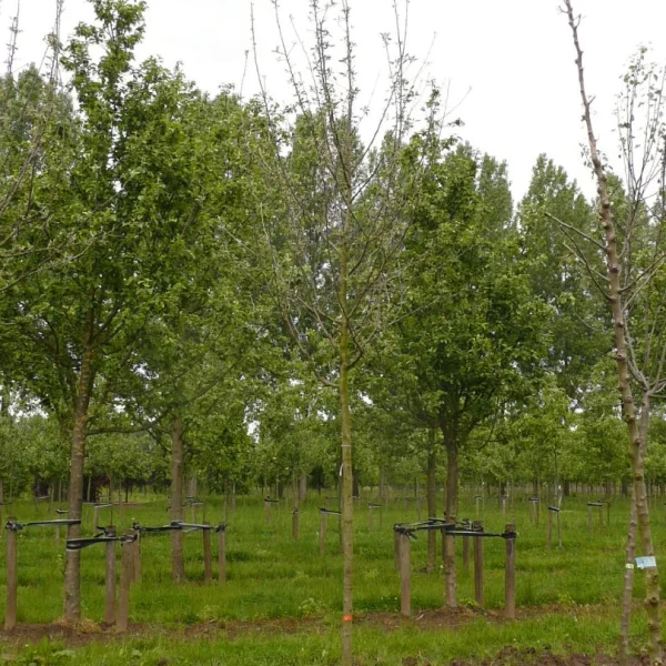 Malus domestica 'King of the Pippins' – jabloň 'King of the Pippins'