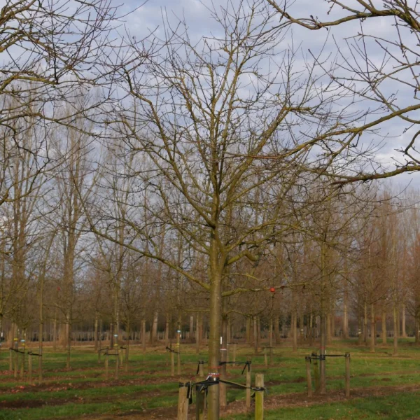 Malus domestica 'Roter Berlepsch' – jabloň 'Roter Berlepsch'