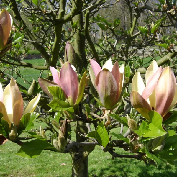 Magnolia ×brooklynensis 'Woodsman' – šacholán × brooklynensis 'Woodsman'