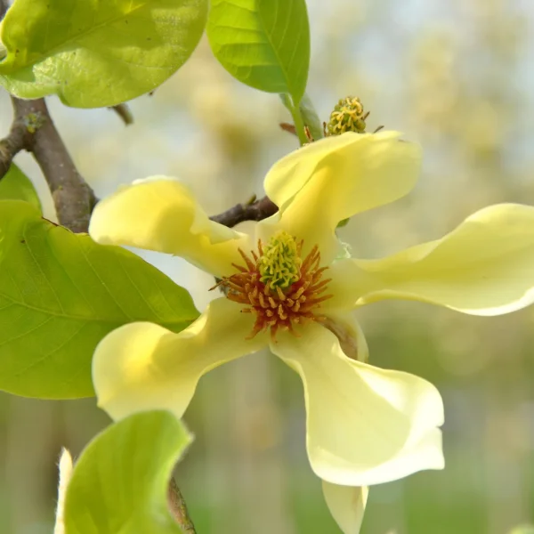 Magnolia 'Butterflies' – šacholán 'Butterflies'