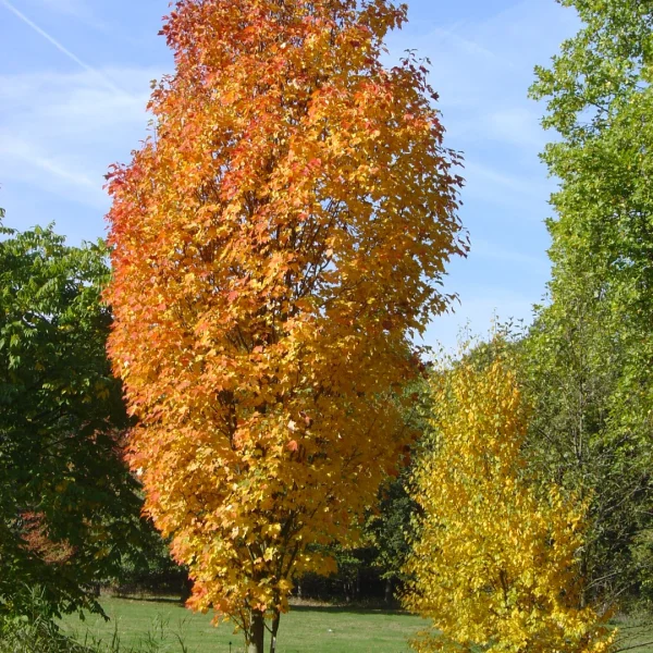 Acer rubrum 'Scanlon' – javor červený 'Scanlon'
