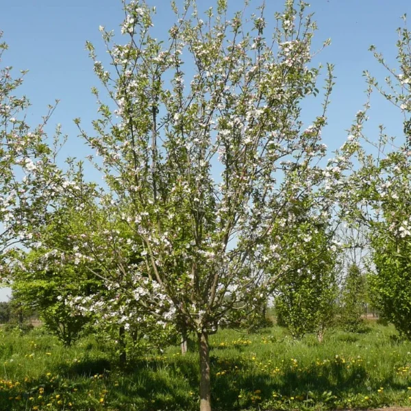 Malus domestica 'Starkrimson Delicious' – jabloň 'Starkrimson Delicious'