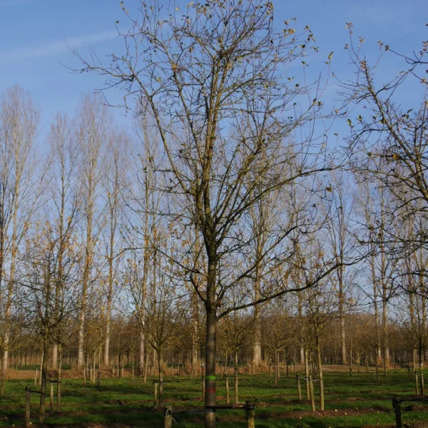 Malus domestica 'Sterappel' – jabloň 'Sterappel'
