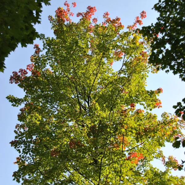 Acer rubrum 'Schlesingeri' – javor červený 'Schlesingeri'