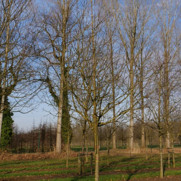 Malus domestica 'Transparante Jaune' – jabloň 'Transparante Jaune'