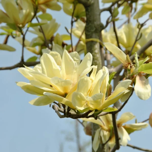 Magnolia 'Elizabeth' – šacholán 'Elizabeth'
