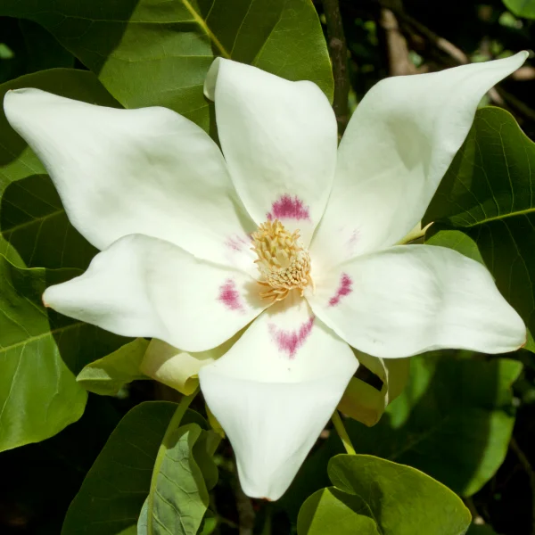 Magnolia denudata – šácholan obnažený