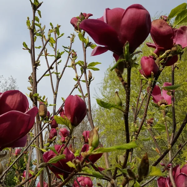 Magnolia 'Genie' – šácholán 'Genie'