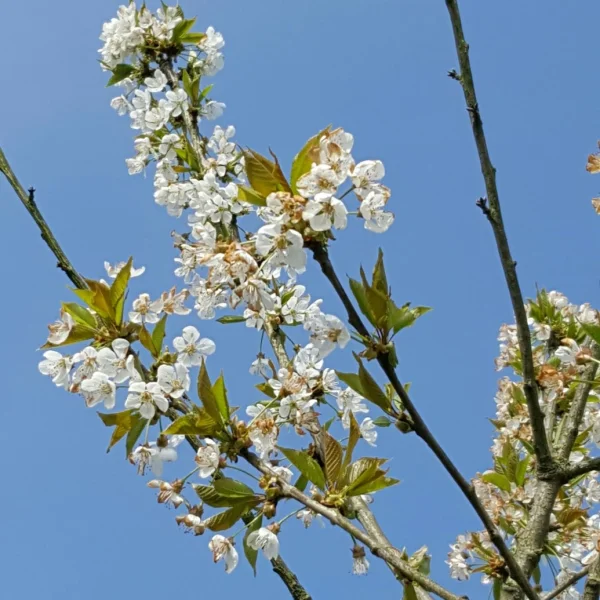 Prunus avium 'Bigarreau Napoléon' – třešeň 'Bigarreau Napoléon'