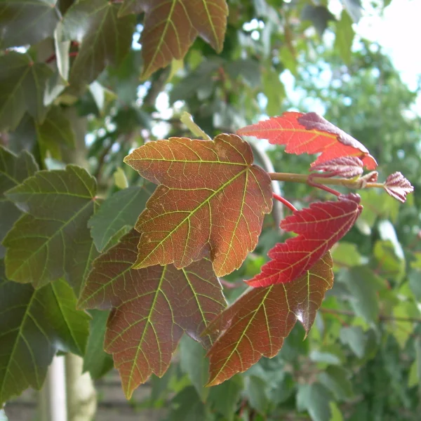 Acer rubrum SUMMER RED ('HOSR') – javor červený SUMMER RED ('HOSR')
