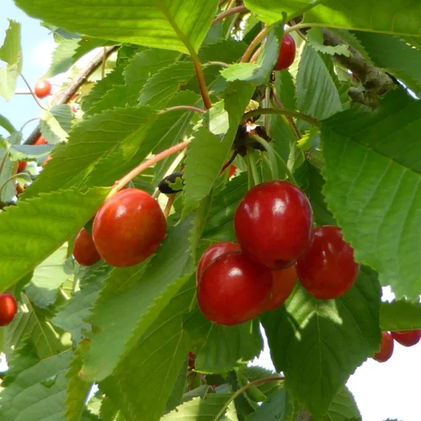Prunus avium 'Hedelfinger Riesenkirsche' – třešeň 'Hedelfinger Riesenkirsche'
