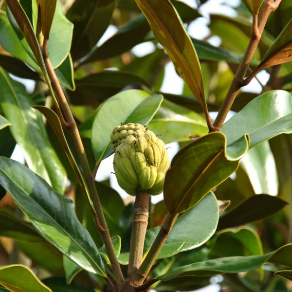 Magnolia grandiflora 'Galissonière' – šácholan velkokvětý 'Galissonière'