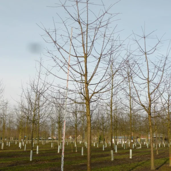 Prunus avium 'Van' – třešeň chrupka 'Van'