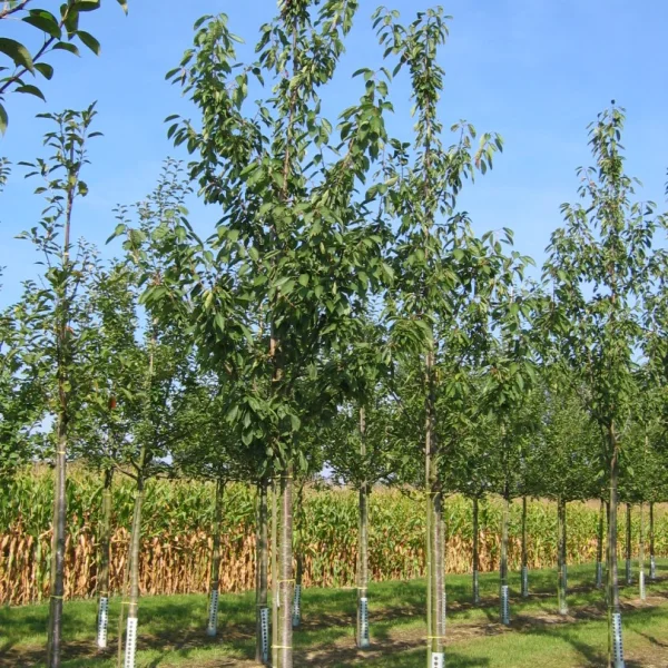 Prunus avium 'Schneider's Späte Knorpelkirsche' – třešeň pozdní chrupka 'Schneider's Späte Knorpelkirsche'