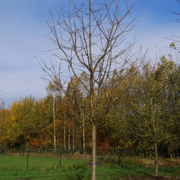 Prunus avium 'Varikse Zwarte' – třešeň 'Varikse Zwarte'