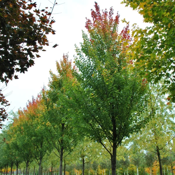 Acer rubrum 'Tilford' – javor červený 'Tilford'