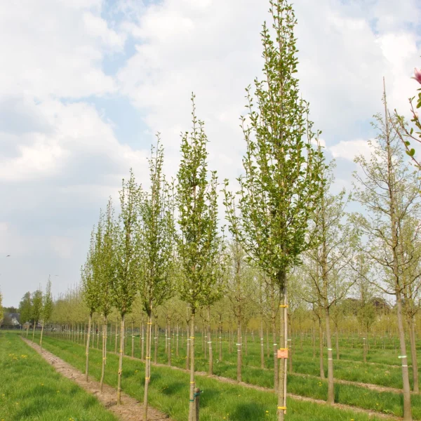 Magnolia kobus ISIS ('Maráczy') – šacholán japonský ISIS ('Maráczy')