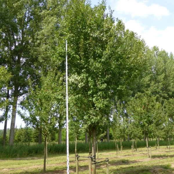 Prunus domestica 'Hauszwetsche' – slivoň 'Hauszwetsche'