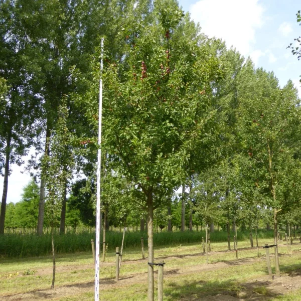 Prunus domestica 'Opal' – slivoň 'Opal'