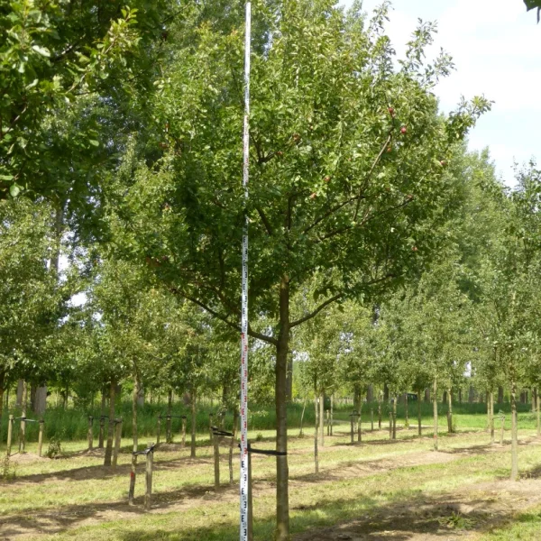 Prunus domestica 'Reine Claude d'Althan' – slivoň 'Reine Claude d'Althan'
