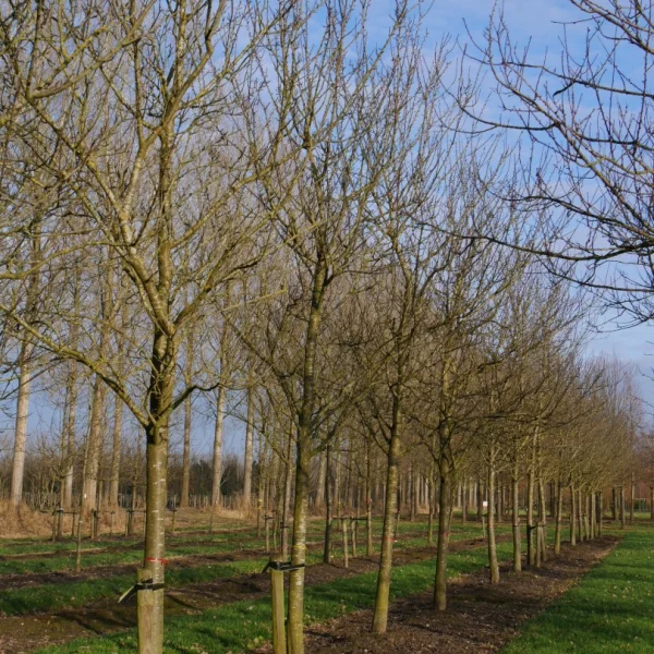 Prunus domestica 'Reine Claude d'Oullins' – slivoň 'Reine Claude d'Oullins'