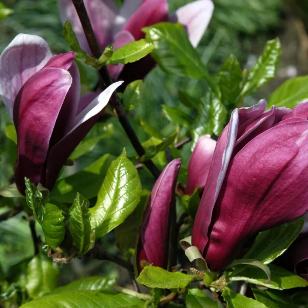 Magnolia liliiflora 'Nigra' – šácholan liliokvětý 'Nigra'