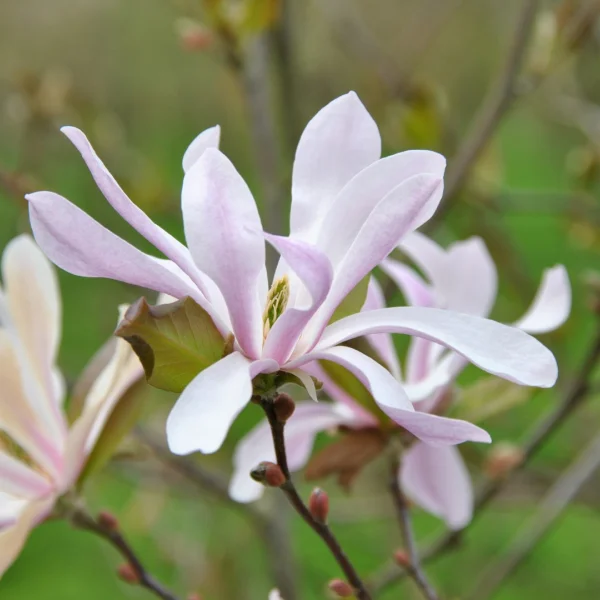 Magnolia ×loebneri 'Leonard Messel' – šacholán ‘Leonard Messel’