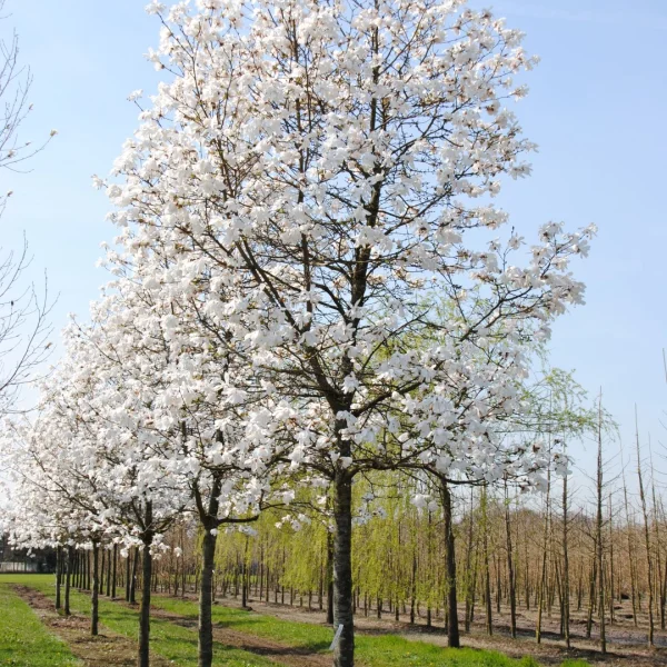 Magnolia ×loebneri 'Merrill' – šacholán 'Merrill'