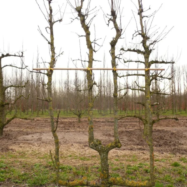 Pyrus communis 'Beurré Hardy' – hrušeň ‘Hardyho máslovka’