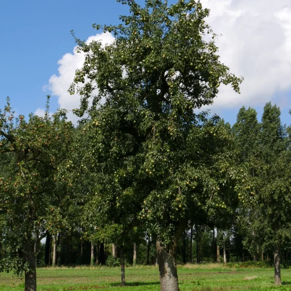 Pyrus communis 'Charneux' – hrušeň 'Charneux'