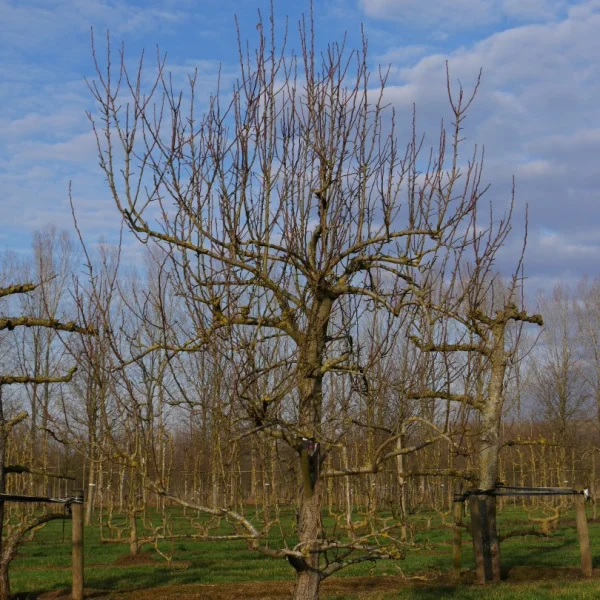 Pyrus communis 'Clapp's Favourite' – hrušeň 'Clapp's Favourite'