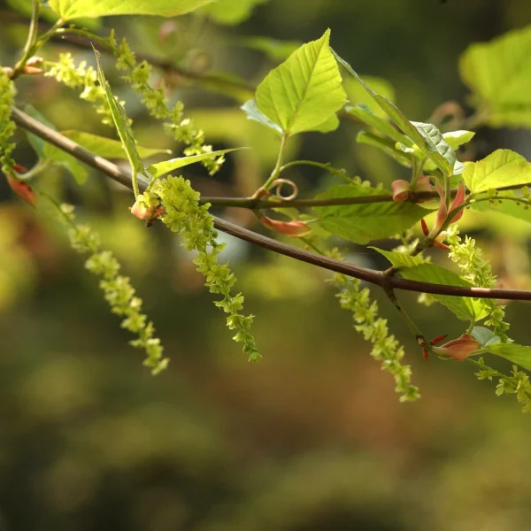Acer rufinerve – javor rezavožilný