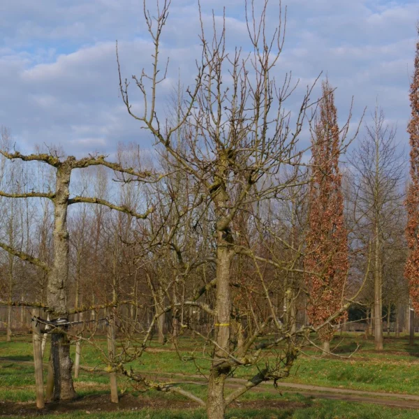 Pyrus communis 'Triomphe de Vienne' – hrušeň obecná 'Triomphe de Vienne'