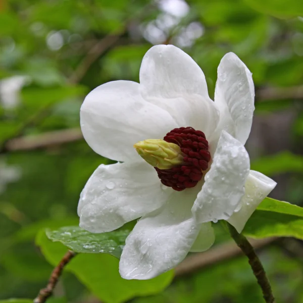 Magnolia sieboldii – šácholan Sieboldův