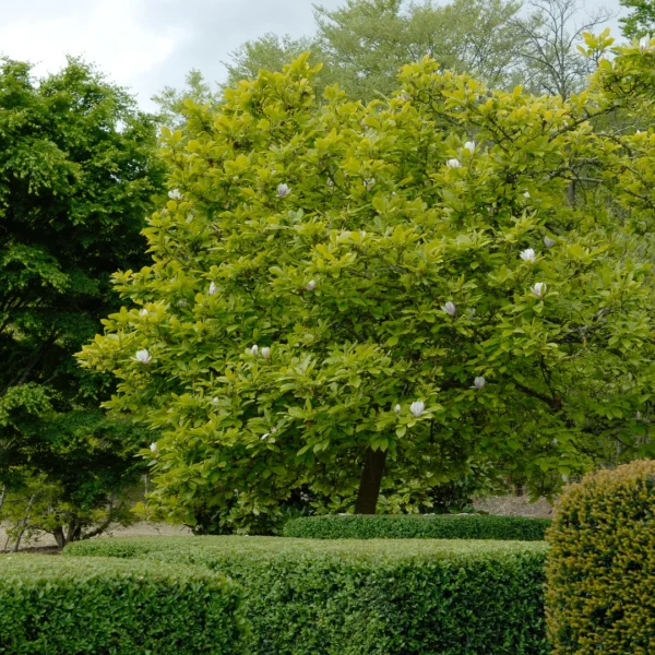 Magnolia ×soulangeana – šácholan Soulangeův