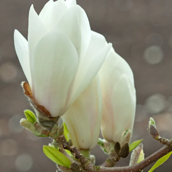 Magnolia ×soulangeana 'Alba Superba' – šácholan Soulangeanův 'Alba Superba'