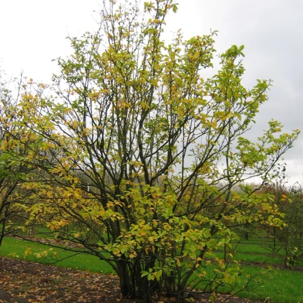 Magnolia ×soulangeana 'Alexandrina' – šácholan Soulangeův 'Alexandrina'