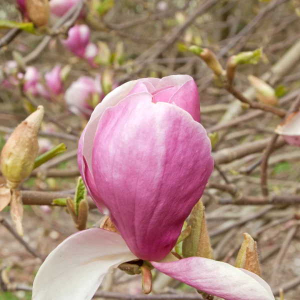 Magnolia ×soulangeana 'Lennei' – šácholan Soulangeanův 'Lennei'
