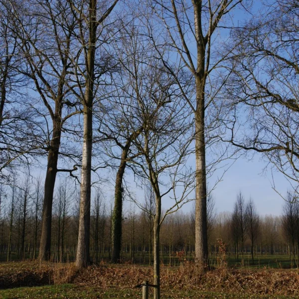 Prunus domestica 'Belle de Louvain' – slivoň 'Belle de Louvain'