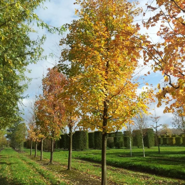 Acer saccharinum – javor stříbrný