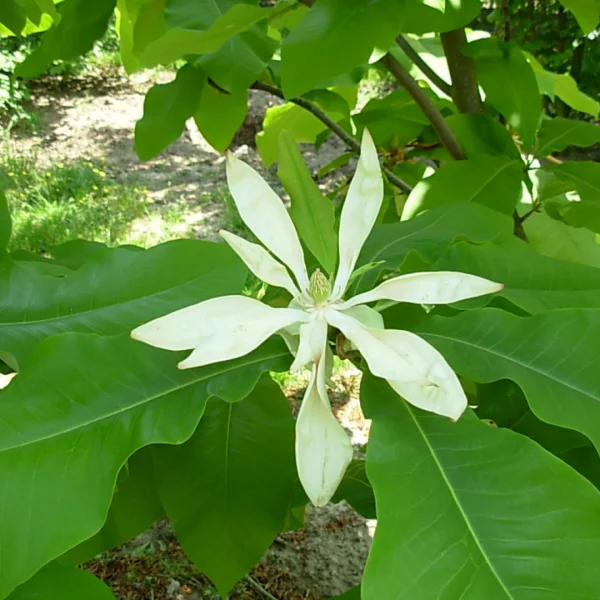 Magnolia tripetala – šácholan tříplátečný