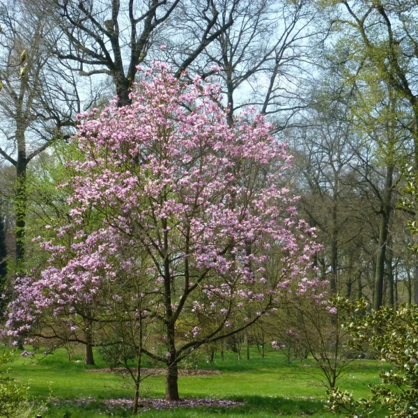 Magnolia 'Galaxy' – šacholán 'Galaxy'
