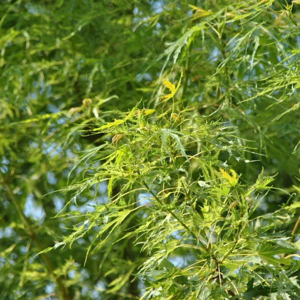 Acer saccharinum 'Born's Gracious' – javor stříbrný 'Born's Gracious'