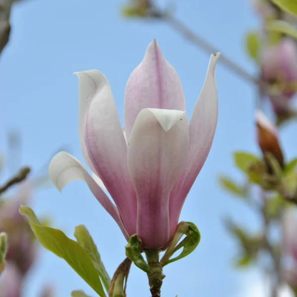 Magnolia RED LUCKY ('Hong Yun') – šácholan RED LUCKY ('Hong Yun')
