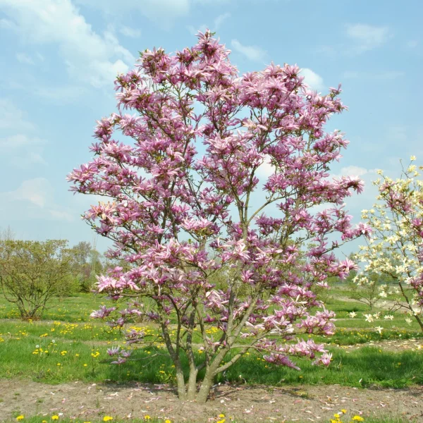 Magnolia 'Seven Sisters' – šácholán 'Seven Sisters'