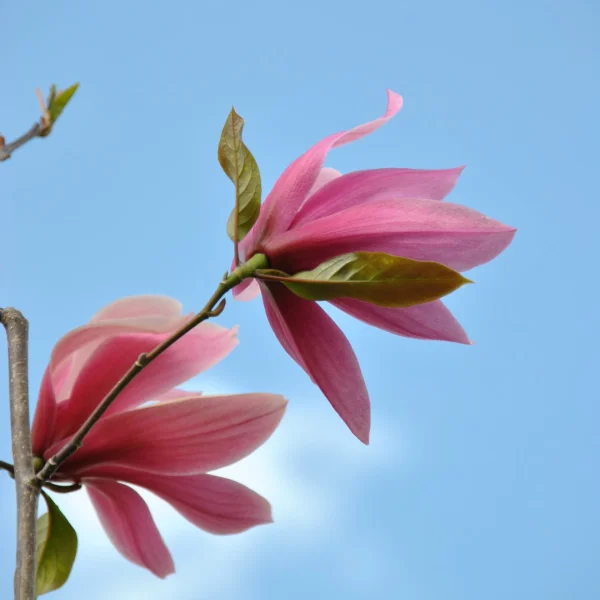 Magnolia 'Spectrum' – šácholán 'Spectrum'